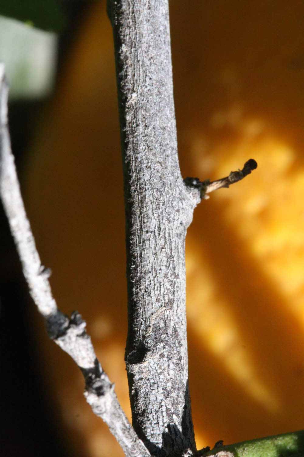              Second - third year twig (Riverside, CA)       